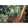 130 - Forêt vue de la canopée - © VilbrekProd