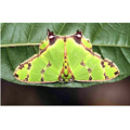 33 - Mimétisme : papillon - © VilbrekProd