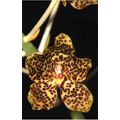 6 - Orchidée - © VilbrekProd