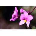 9 - Orchidée - © VilbrekProd